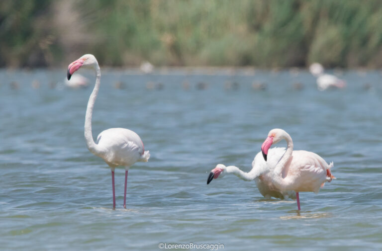 Stagno Notteri Villasimius con Fenicotteri Rosa